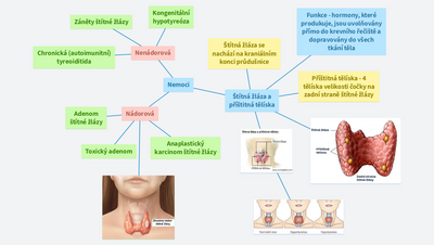 Štítná žláza a příštitná tělíska 