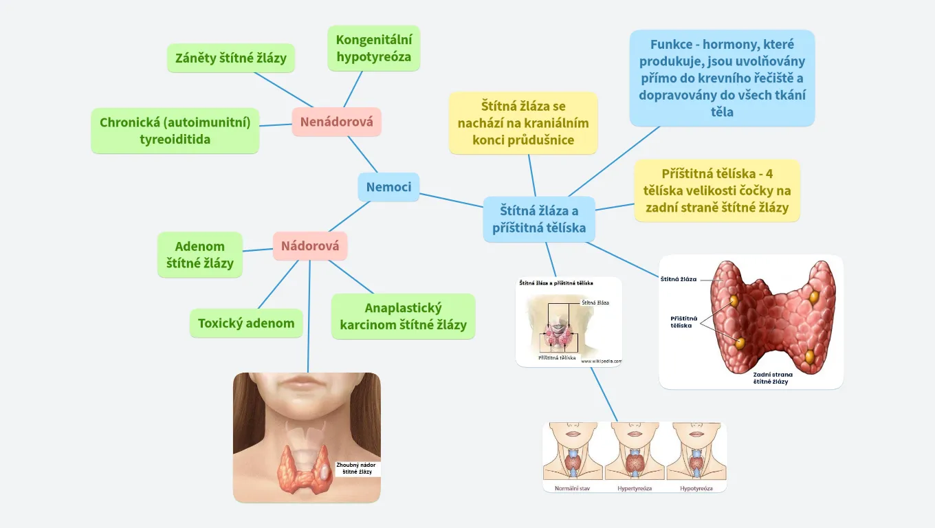 Štítná žláza a příštitná tělíska 