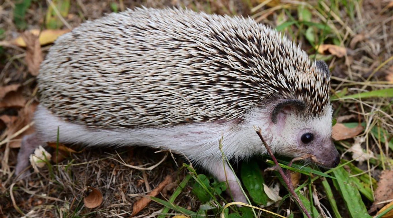 Ježek bělobřichý