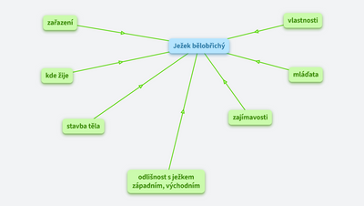 Ježek bělobřichý